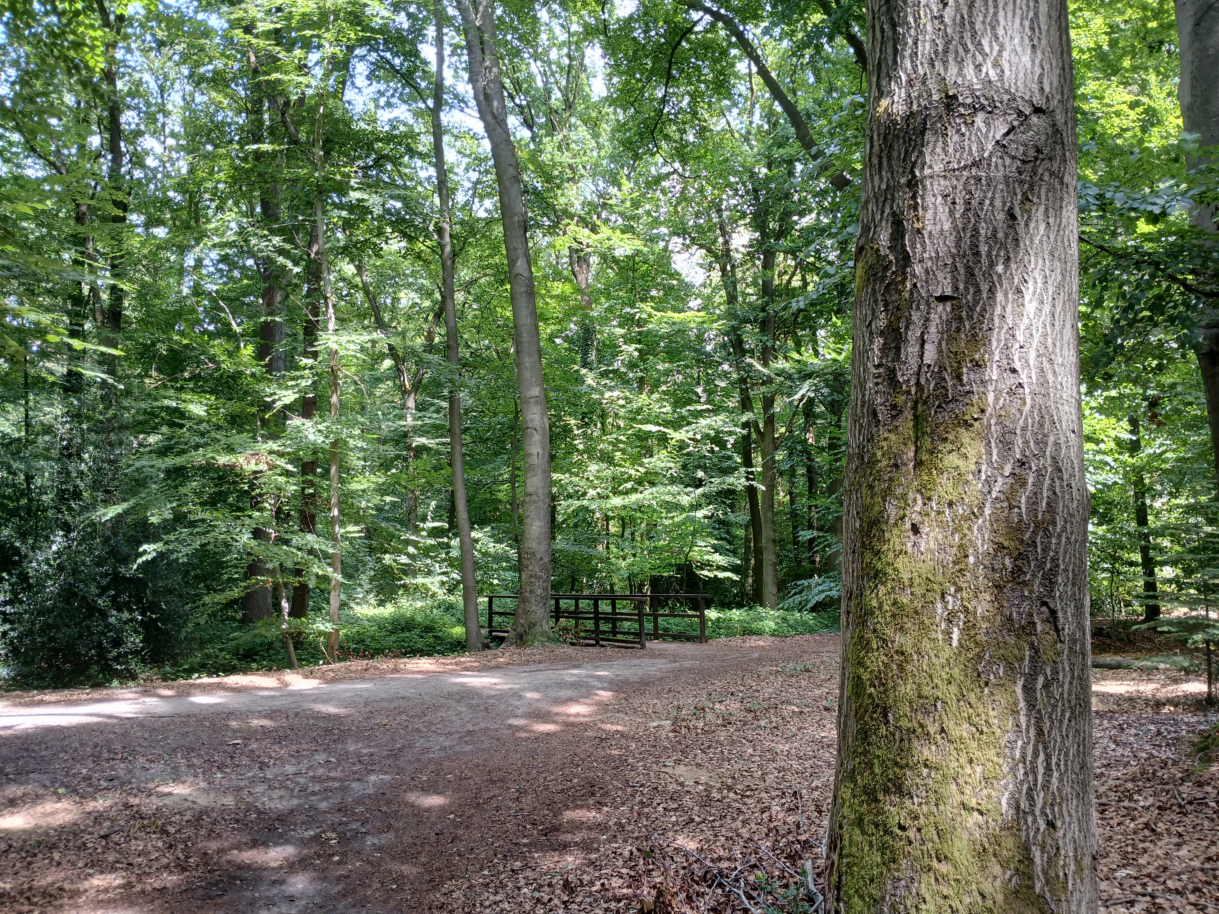 Waldlandschaft